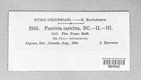 Puccinia caricina image